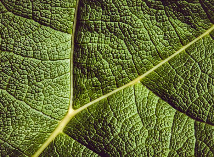 Stock Images leaf, green, 5K, Stock Images 595694475